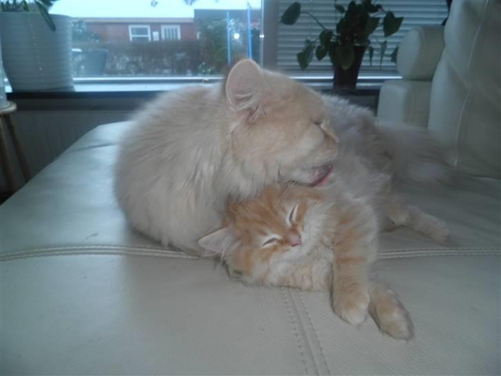 Blanding af racer Simba - Jeg blir`vasket lidt skøønt! billede 3