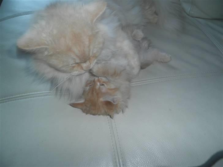 Blanding af racer Simba billede 4