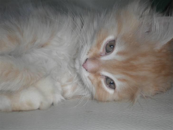 Blanding af racer Simba - Så kær er jeg altså :o) billede 5