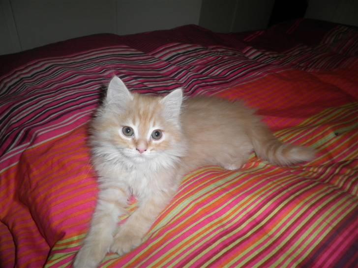 Blanding af racer Simba - Her er jeg 11 uger billede 6