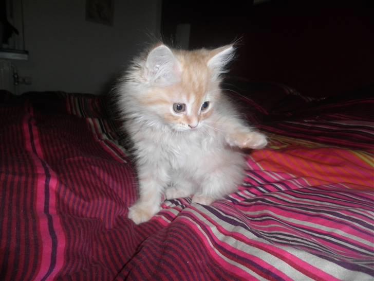 Blanding af racer Simba - Skal vi lege jubii.. billede 7