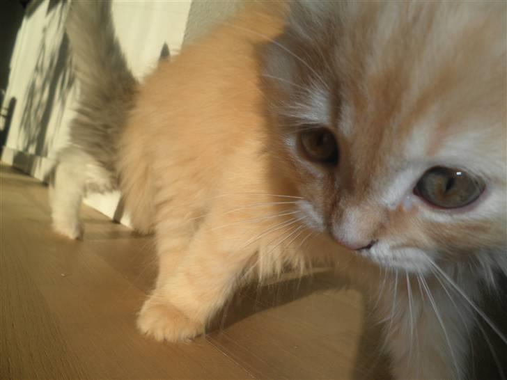 Blanding af racer Simba billede 8