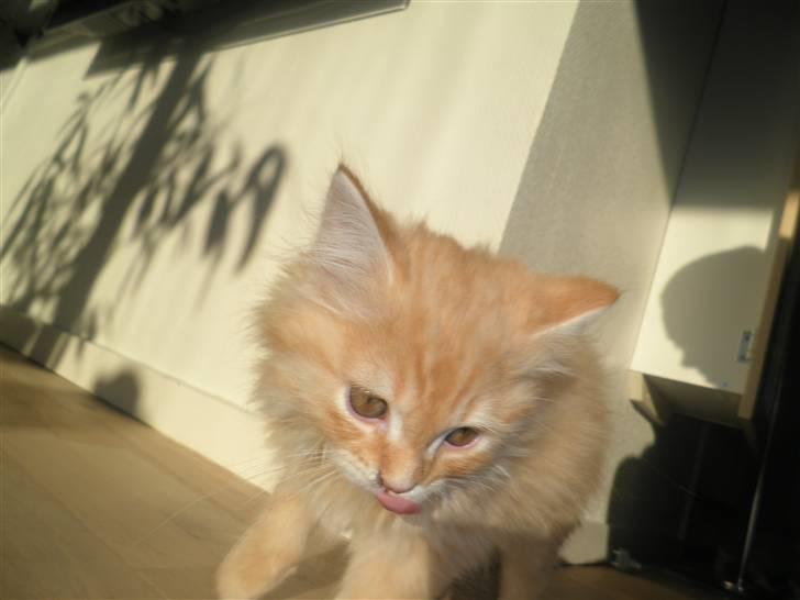 Blanding af racer Simba - Her er jeg 12 uger billede 9