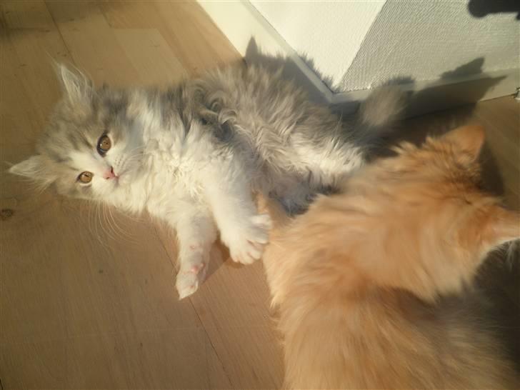 Blanding af racer Simba - Jeg tror jeg er stærkest :o) billede 10