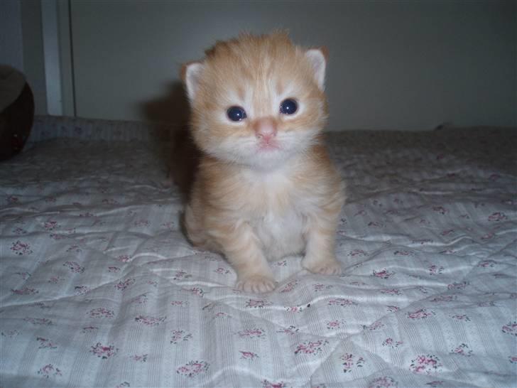 Blanding af racer Simba - Her er jeg 4 uger billede 11