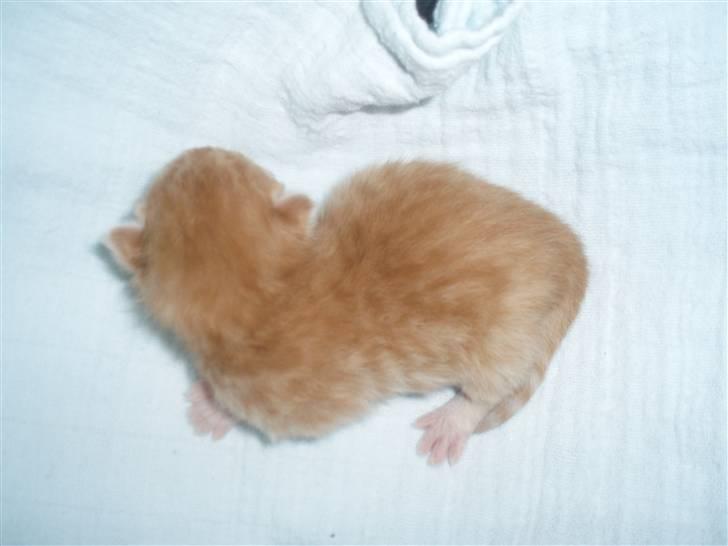 Blanding af racer Simba - Her er jeg kun nogle dage gammel, ligger på vægten, jeg vokser fint. billede 12