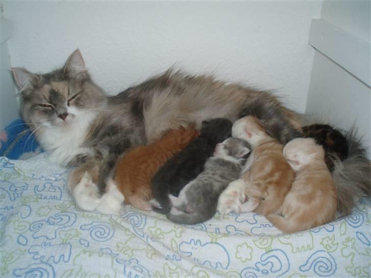 Blanding af racer Simba - Dejligt at få mad hos mor, vi spiser og sover hele tiden. og kravler lidt rundt på hinanden billede 13