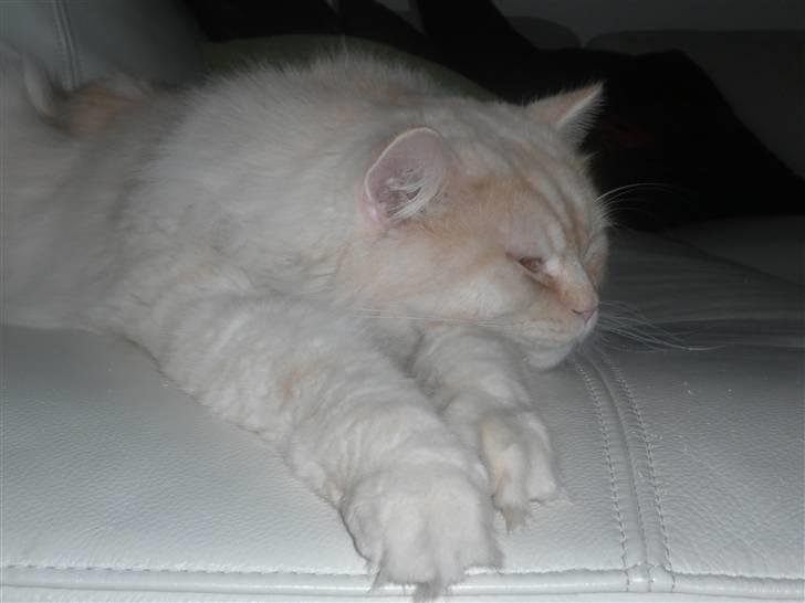 Blanding af racer Sigurd - min yndlingsplads i stuen er på sofaen billede 16