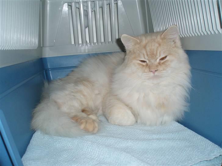 Blanding af racer Sigurd -  :o) billede 17