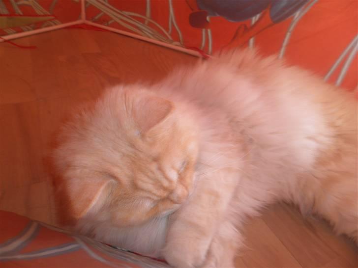 Blanding af racer Sigurd - Jeg leger i Marcus spiderman telt, det er sjovt! billede 18