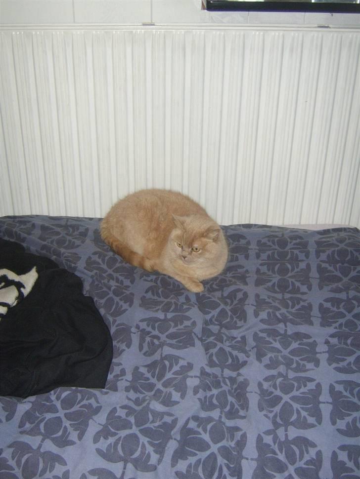 Blanding af racer Fifi billede 9