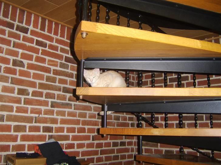 Blanding af racer Mille billede 4