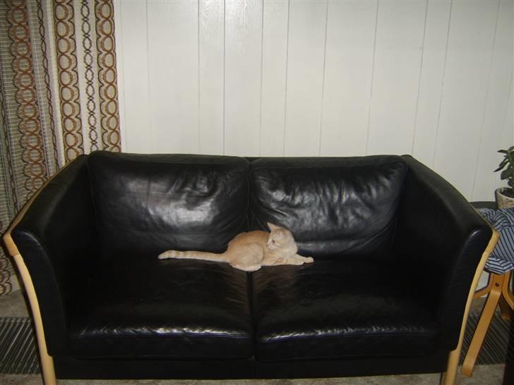 Blanding af racer Mille billede 5