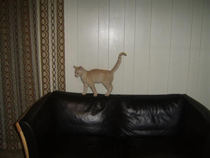 Blanding af racer Mille billede 6