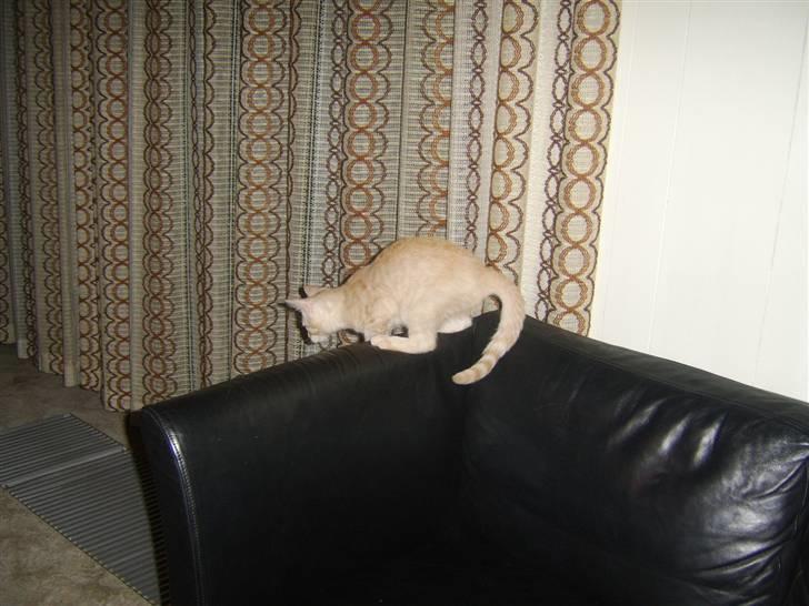 Blanding af racer Mille billede 7