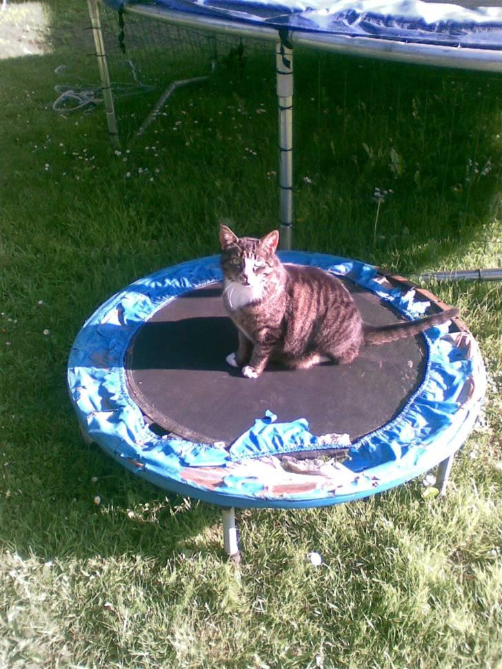 Huskat Larsmikkel billede 7