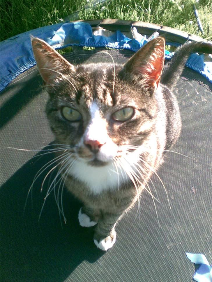 Huskat Larsmikkel billede 8