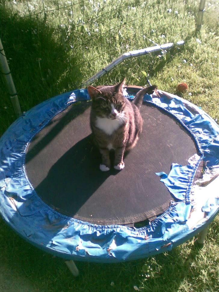 Huskat Larsmikkel billede 9