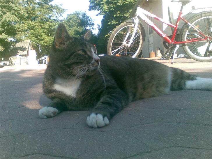 Huskat Larsmikkel billede 10