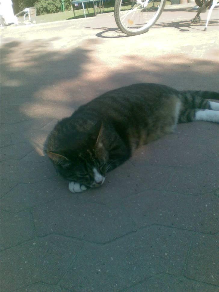 Huskat Larsmikkel billede 11