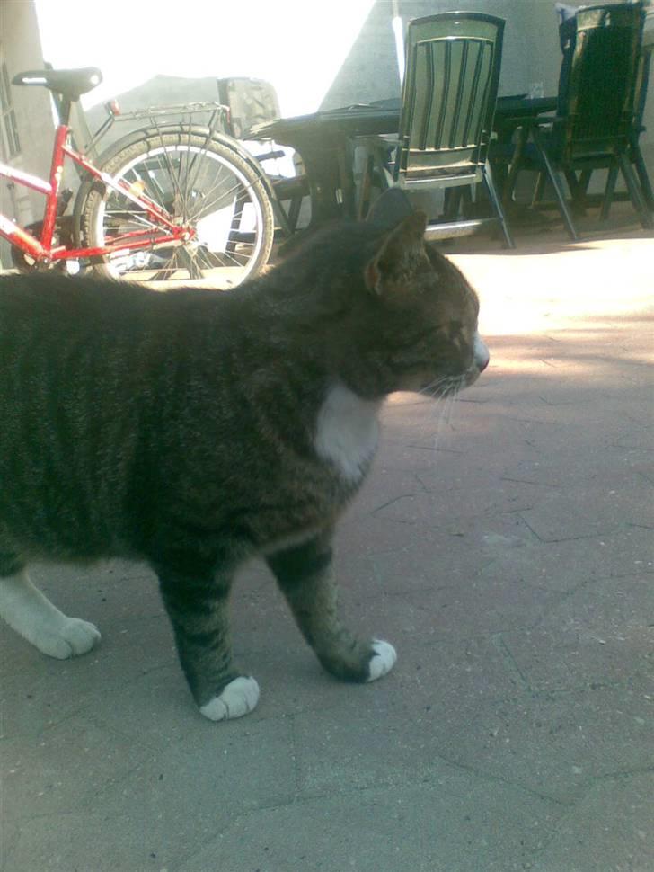 Huskat Larsmikkel billede 12