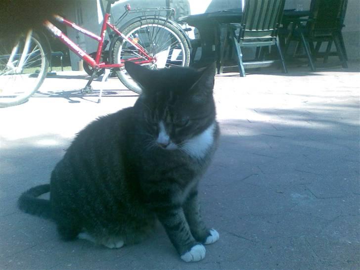 Huskat Larsmikkel billede 13