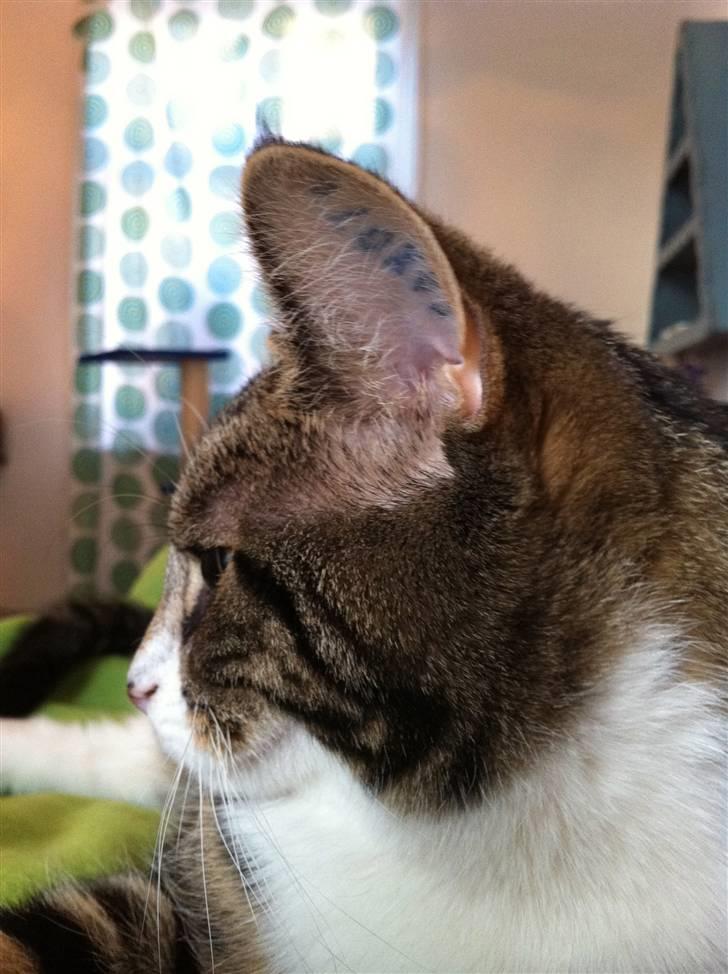 Huskat Bijoux billede 13