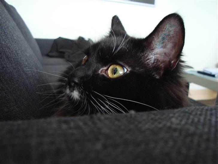 Blanding af racer Phoebe - model katten :) billede 14