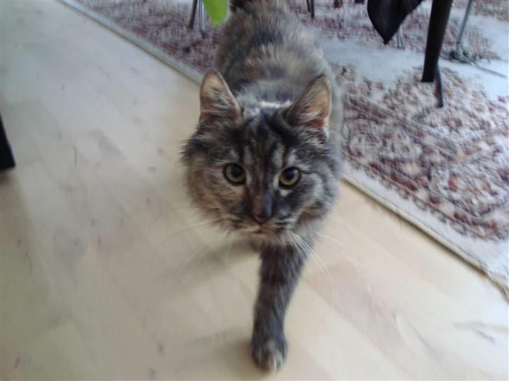 Blanding af racer Gitte - Er der godbidder nu ?  billede 12