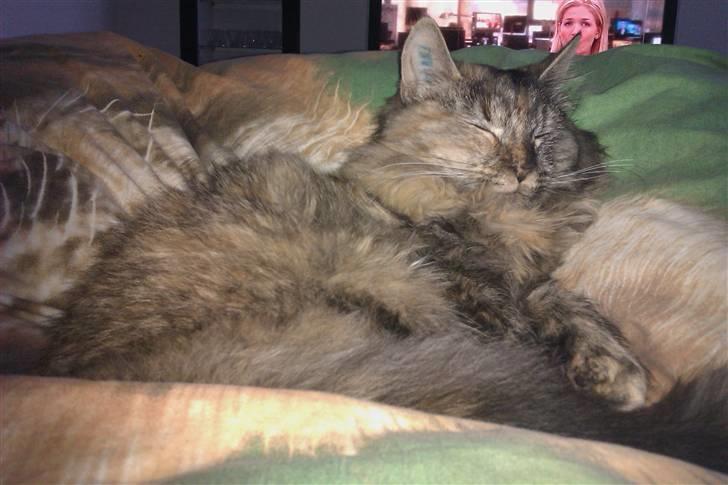 Blanding af racer Gitte - flotte mis i yndlingspositionen - liggende! billede 13