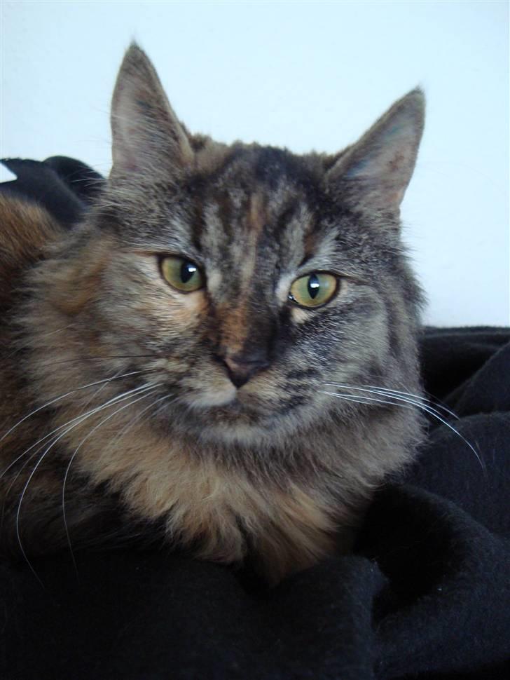 Blanding af racer Gitte - :) mijav! billede 14