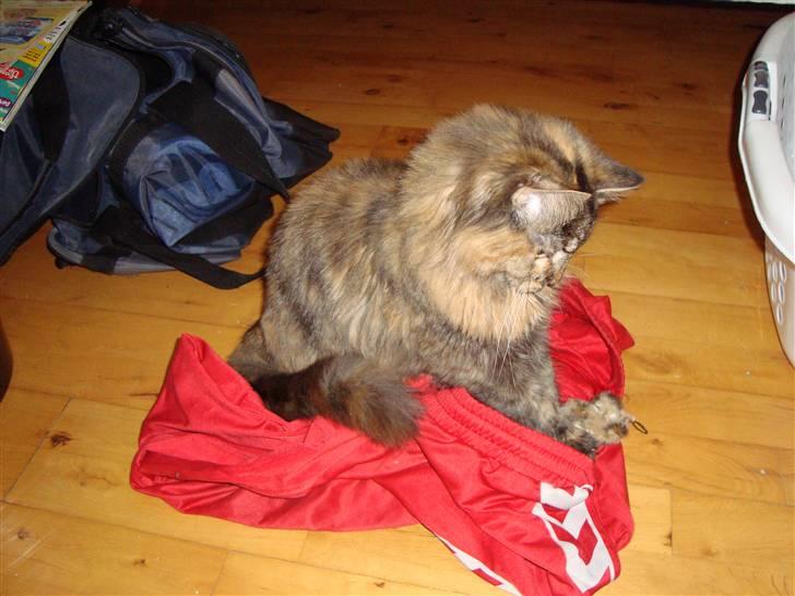 Blanding af racer Gitte - hun LØB ind og satte sig i de par bukser med legetøjet.. skøre mis ! billede 15