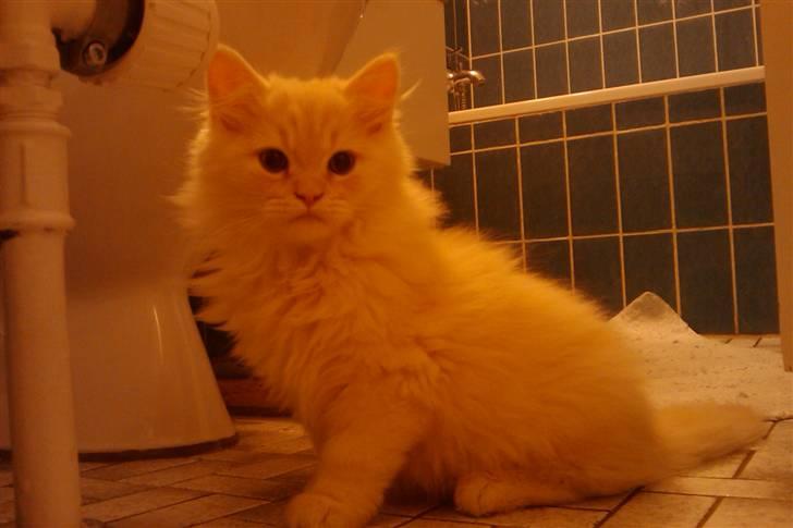 Blanding af racer Sigurd - jeg er nysgerig billede 20