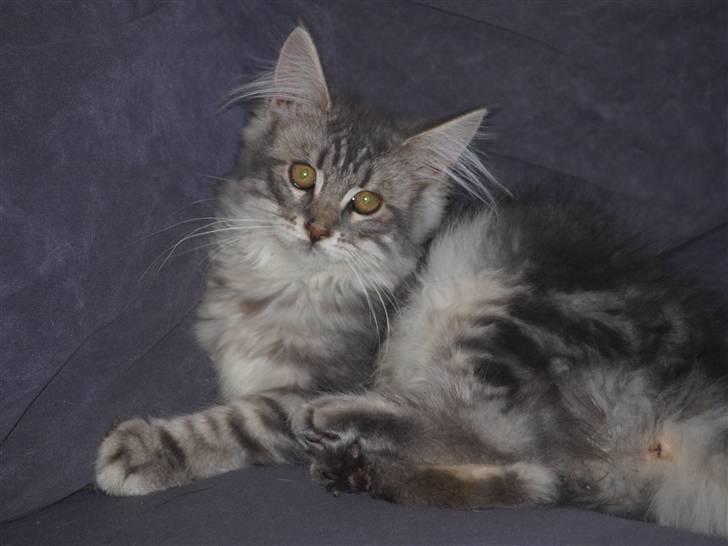 Maine Coon Sally billede 1