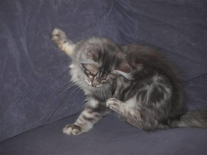 Maine Coon Sally billede 2