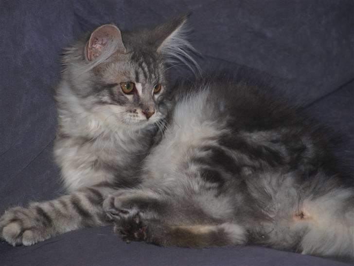 Maine Coon Sally billede 3