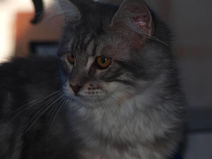 Maine Coon Sally billede 4