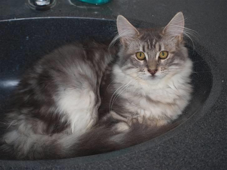 Maine Coon Sally billede 5