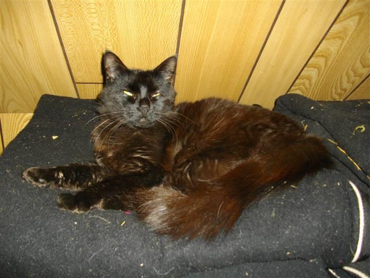 Blanding af racer Mariemis *solgt* billede 10