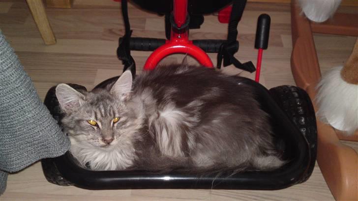 Maine Coon Sally billede 6