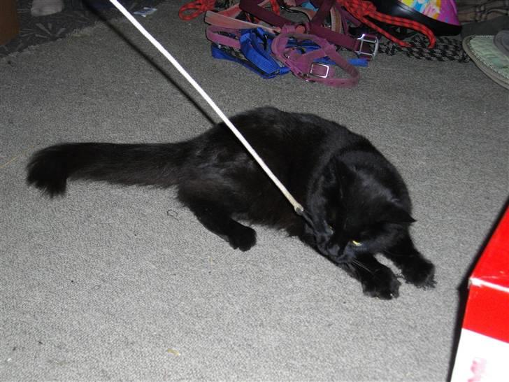 Blanding af racer Mariemis *solgt* billede 11