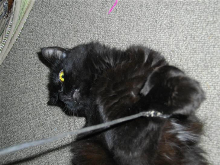 Blanding af racer Mariemis *solgt* billede 12