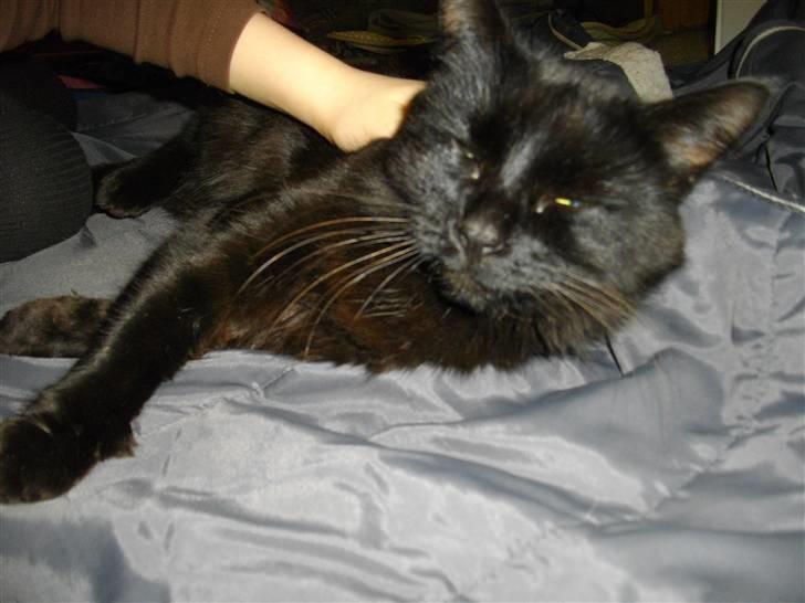 Blanding af racer Mariemis *solgt* billede 13