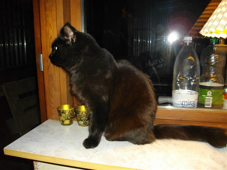 Blanding af racer Mariemis *solgt* billede 14