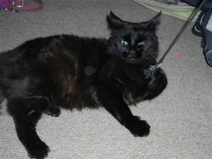 Blanding af racer Mariemis *solgt* billede 15