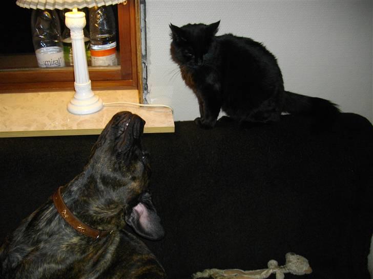 Blanding af racer Mariemis *solgt* billede 16