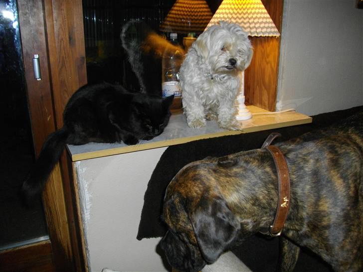 Blanding af racer Mariemis *solgt* billede 17