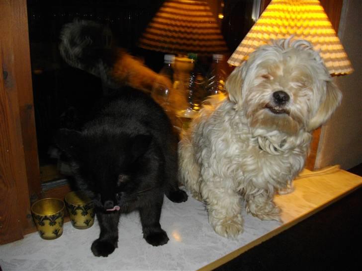 Blanding af racer Mariemis *solgt* billede 18