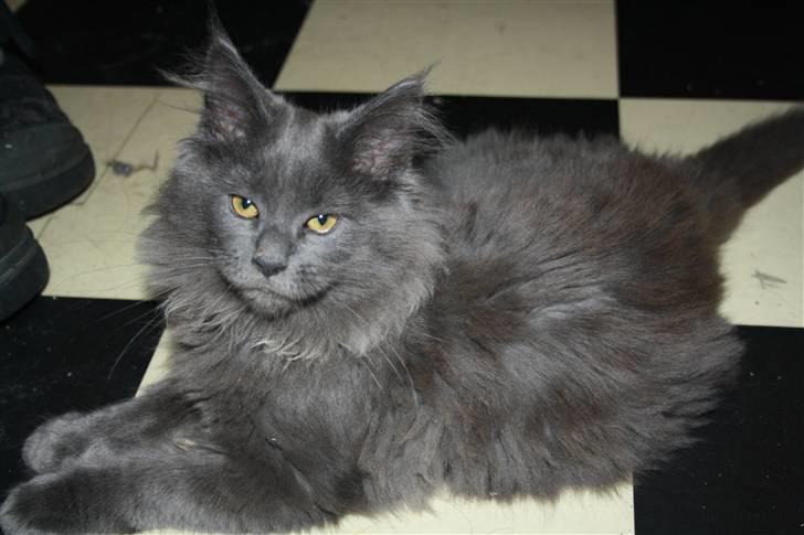 Maine Coon Shirley billede 1
