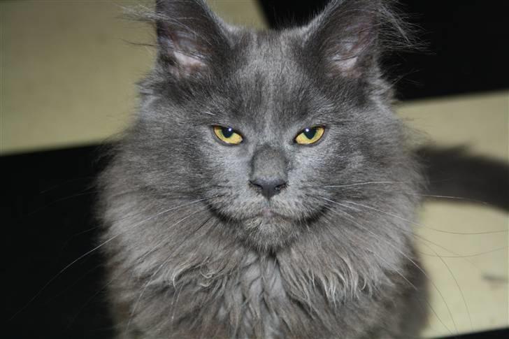 Maine Coon Shirley billede 2